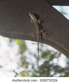 Camouflaged Brown, A Green Southeast Louisiana Lizard Turns Brown, Revealing Green Around The Eyes.