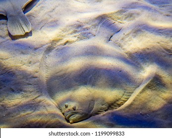 Camouflaged European flounder, Platichthys flesus