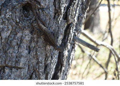 Camouflaged lizard blending seamlessly into rugged tree bark, showcasing the beauty of reptilian life and natural adaptation, perfect for animal, reptile, and nature enthusiasts. - Powered by Shutterstock