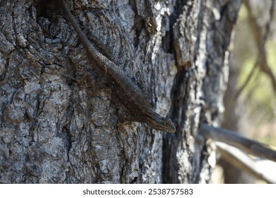 Camouflaged lizard blending seamlessly into rugged tree bark, showcasing the beauty of reptilian life and natural adaptation, perfect for animal, reptile, and nature enthusiasts. - Powered by Shutterstock