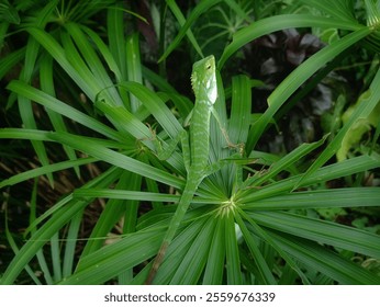 Camouflaged Lizard in Fern Foliage - Powered by Shutterstock