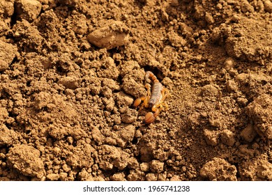 Camouflaged Scorpion.
Amazing Camouflage Animals.
Close Up Yellow Scorpion.
Closeup Scorpion.
Insects, Insect, Bugs, Bug.
Animals, Animal.
Wildlife, Wild Nature.
Forest, Woods, Desert.
Garden, Park