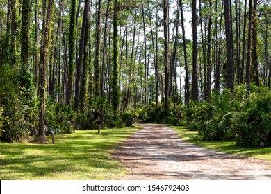 Camp Ground On Ocala Forest, Ocala Florida 