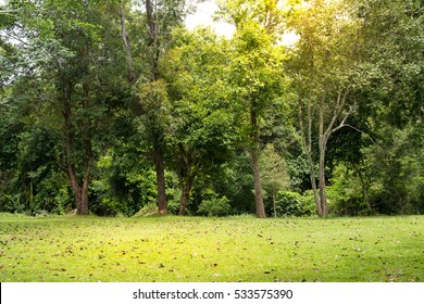 Camp Site In The Forest 