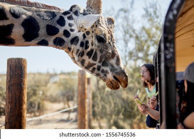 Camp Verde, Arizona, USA, - November 4, 2019: Safari Bus At Out Of Africa Wildlife Park Stopping So Tourists Can Feed The Giraffe