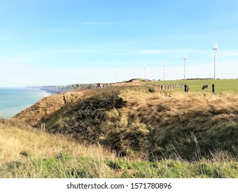 Campaign And Cows In Normandy, North West France