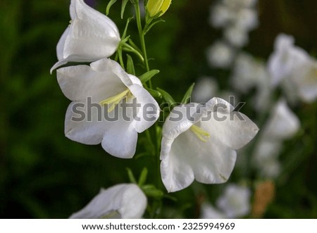 Campanula Carpatica blooms in the summer in the garden. White Carpathian bells. Beautiful floral background with white flowers. White bells close-up.