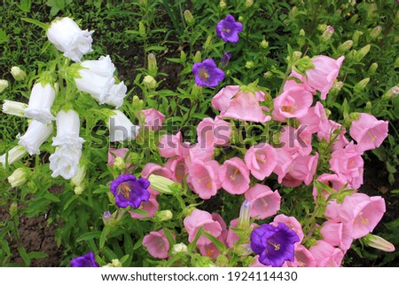 Campanula champion, Canterbury Bells, or Bellflower in the spring or summer garden. Close-up of pink, purple, white bell-shaped flowers. Natural floral background. Selective focus 
