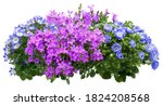 Campanula. Cut out blue and pink flowers. Flower bed isolated on white background. Bush for garden design or landscaping. High quality clipping mask.