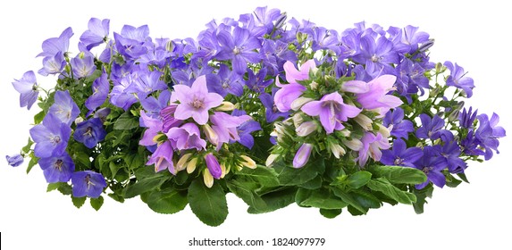 Campanula. Cut Out Blue And Pink Flowers. Flower Bed Isolated On White Background. Bush For Garden Design Or Landscaping. High Quality Clipping Mask.