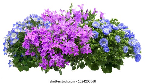 Campanula. Cut out blue and pink flowers. Flower bed isolated on white background. Bush for garden design or landscaping. High quality clipping mask.