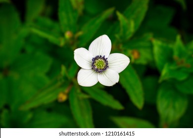 Campanula Flower White In Valley Of Flowers National Park India