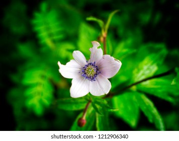 Campanula Flower White In Valley Of Flowers National Park India