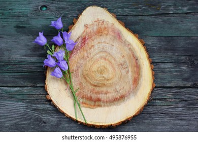 Campanula. Frame Of Flowers.  Flat Lay, Top View. 