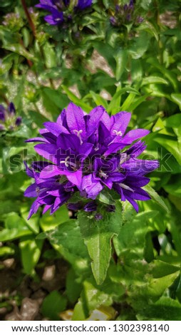 Harangvirág (Campanula) macro Stock fotó © 