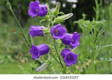 Campanula medium. Blooming purple flower of Canterbury bells