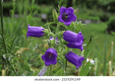 Campanula medium. Blooming purple flower of Canterbury bells