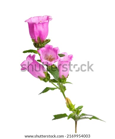 Campanula medium flowers isolated on white background. Pink flowers Canterbury bells or bell flower