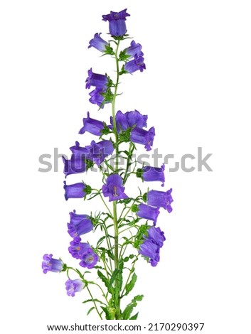 Campanula medium flowers isolated on white background. Blue flowers Canterbury bells or bell flower