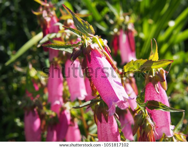 specie di Campanula PUNCTATA Spotted sicklefish LABRIDI rubriflora Crimson Campanula 100 semi