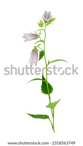 Campanula punctata, the spotted bellflower, is a species of flowering plant in the bellflower family Campanulaceae. Stem with flowers and leaves isolated on white background.