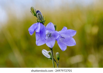 Campanula rotundifolia, the common harebell, Scottish bluebell, or bluebell of Scotland - Powered by Shutterstock