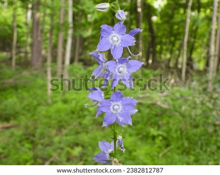 Campanulastrum americanum (American Bellflower) Native North American Woodland Plant and Wildflower 
