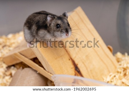 Campbell's dwarf hamster of the species Phodopus campbelli with selective focus