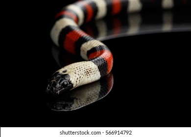 Campbell's milk snake, Lampropeltis triangulum campbelli, isolated on black background with reflection