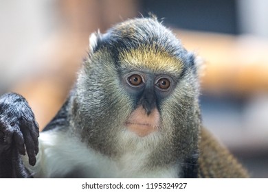 The Campbell's mona monkey (Cercopithecus campbelli), also known as Campbell's guenon.