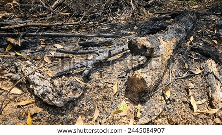 Campfire remnants, Remains of charcoal and ash after burning wood. Burnt wood in bonfire. Fire and ashes. Outdoor Bonfire Area, Camping Bonfire. Remnants of a campfire