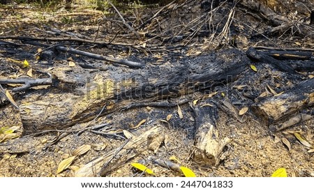 Campfire remnants, Remains of charcoal and ash after burning wood. Burnt wood in bonfire. Fire and ashes. Outdoor Bonfire Area, Camping Bonfire. Remnants of a campfire