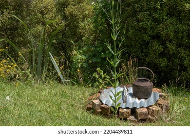 Campfire Scene In Grassy Field
