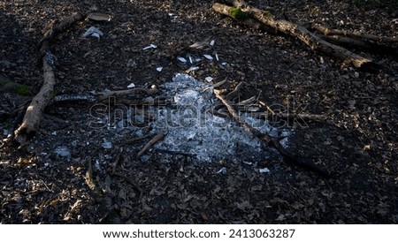 Campfire in the woods, forest. Hooligans left it behind