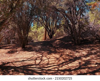 A Campground Forest Sunny Mountain Hiking Trail Woods Camping Afternoon Sunlight Path Ground Shadows