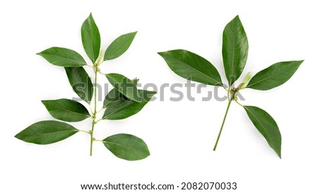 Camphor or Cinnamomum camphora branch green leaves isolated on white background with clipping path.