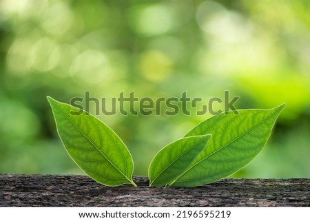 Camphor or Cinnamomum camphora branch green leaves on nature background.