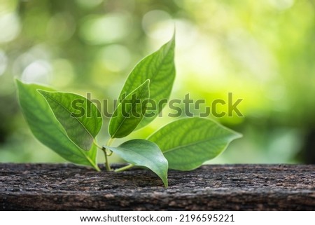 Camphor or Cinnamomum camphora branch green leaves on nature background.