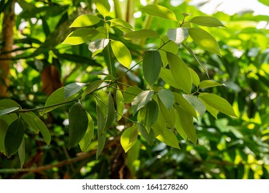  Camphor or Cinnamomum camphora on natural background.