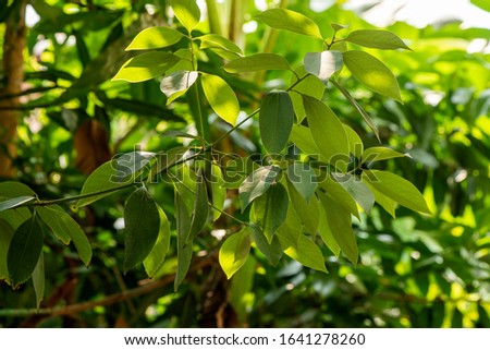  Camphor or Cinnamomum camphora on natural background.