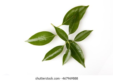 Camphor Gum Camphor Formosan Camphor Laurel Stock Photo 467969888 ...