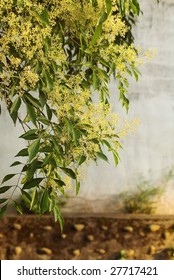 Camphor Tree