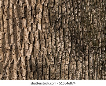 Camphor Tree