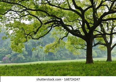 The Camphor Tree In The Park