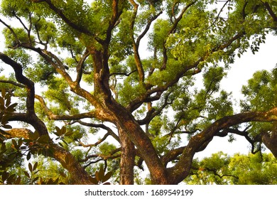 Camphor tree that feels life force

