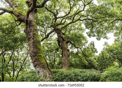  Camphor Trees,