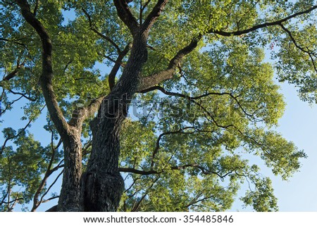 Camphor tree's canopy with blue sky(Cinnamomum camphora)