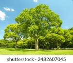 Camphor trees on the grassland of Mizumoto Park in early summer