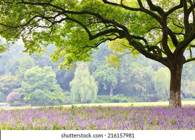 Camphor Trees In The Park 