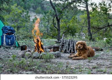 Camping Dog